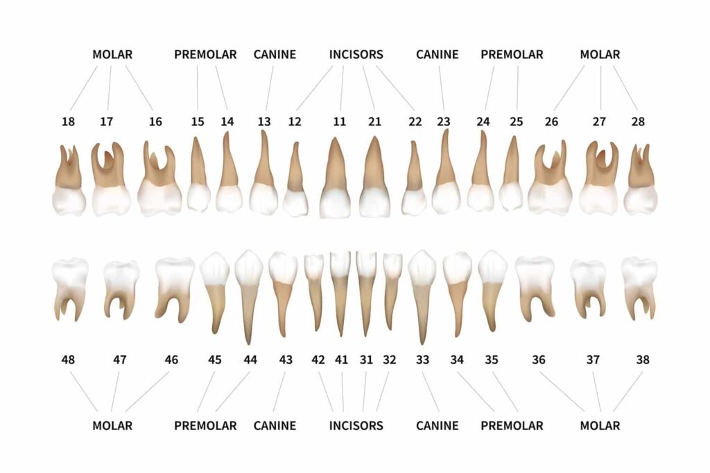 Connaître toutes les informations sur les numérotations des dents
