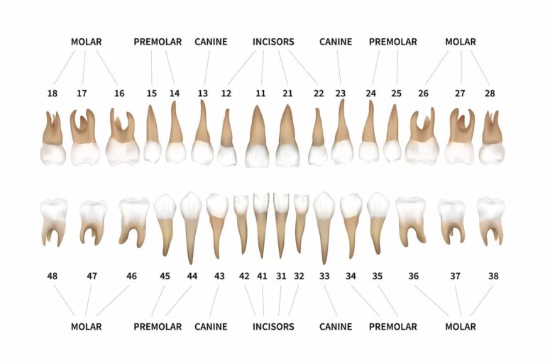 Connaître toutes les informations sur les numérotations des dents